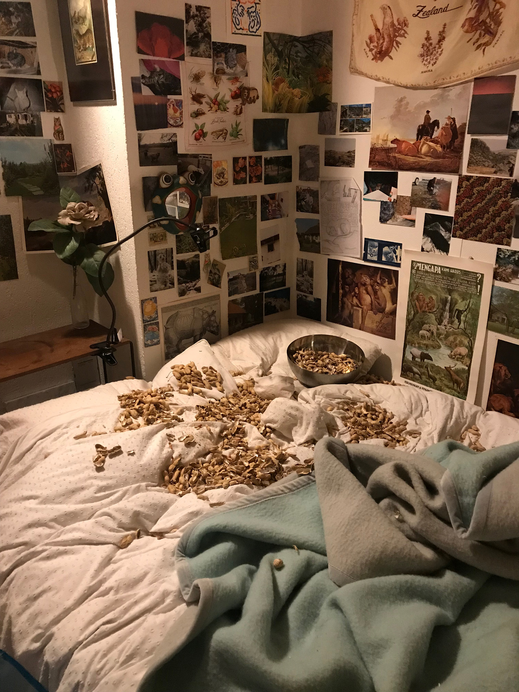 Groundnut
